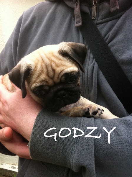 Godzy Des Terres De Nabréüs