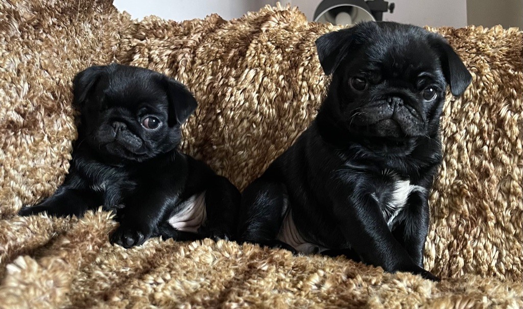 Chiot Carlin Des Terres De Nabréüs
